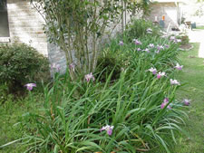 Louisiana Irises at the home of Pat Broussard in Milton, LA