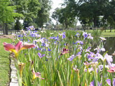 A lovely field of irises on Dr. Labode's home.