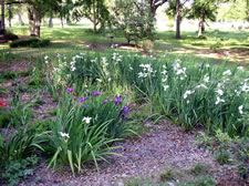 Another view of the Pond Pump Irises