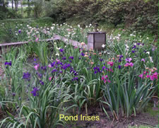 Pond Pump Irises garden
