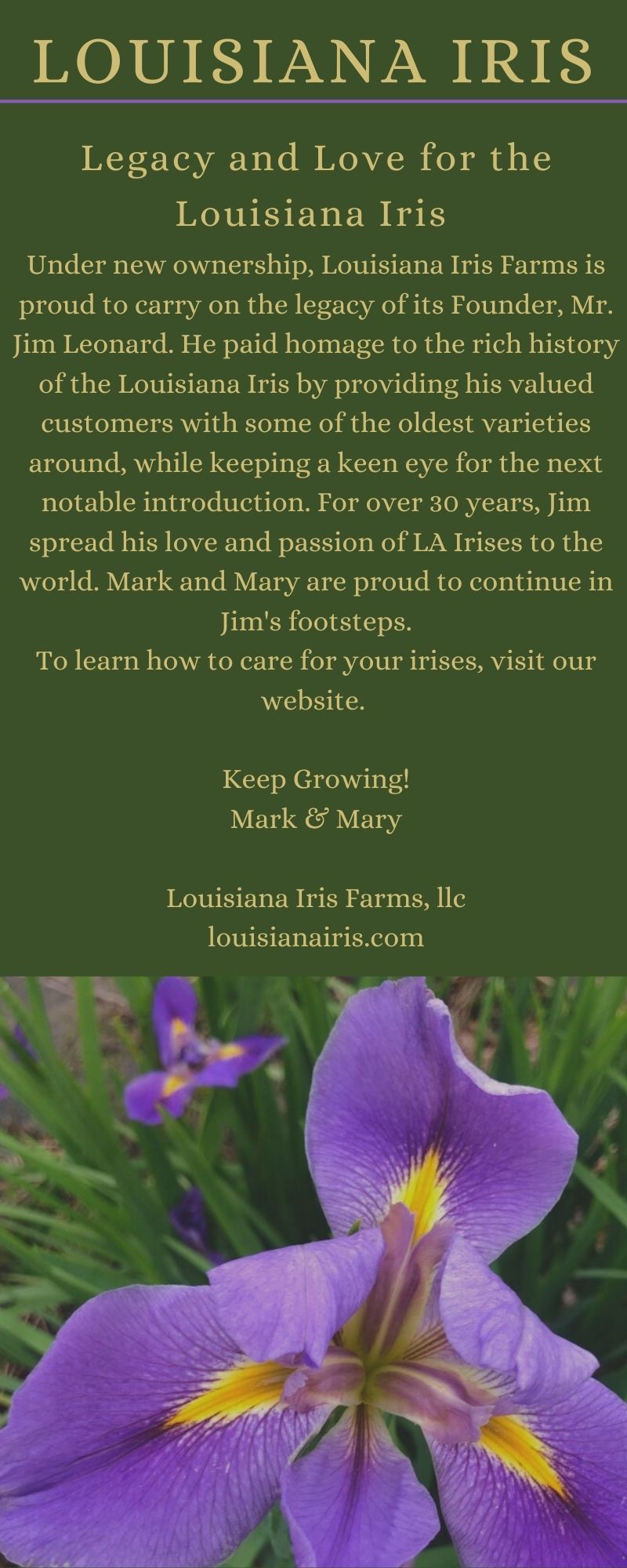 Louisiana Iris and dew
