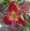 Red Abundance Louisiana iris