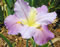 Ada Morgan Louisiana iris.