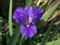 Cammeray Louisiana iris