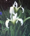 Cass White Louisiana Iris