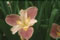 View larger Counterpoise Iris