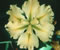 View larger image Koorawatha Iris