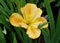 View larger image Pumpkin Chiffon Iris
