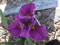 View larger image Purple Pallas Iris