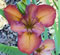 View larger image Roasted Pecan Iris